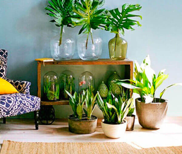 Various leafy plants in jars