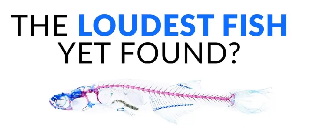 A picture of a small fish that make the loudest sound on record