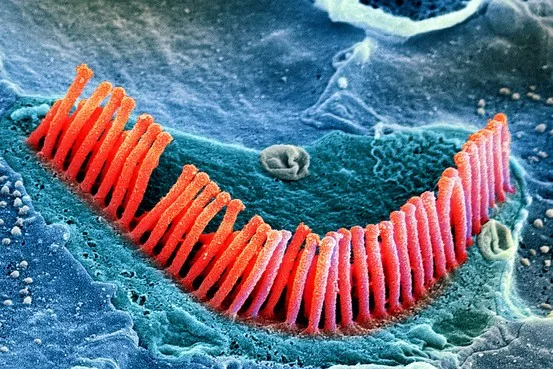 Close-up of microscopic structure