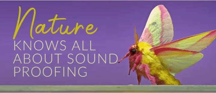 Colorful moth with text