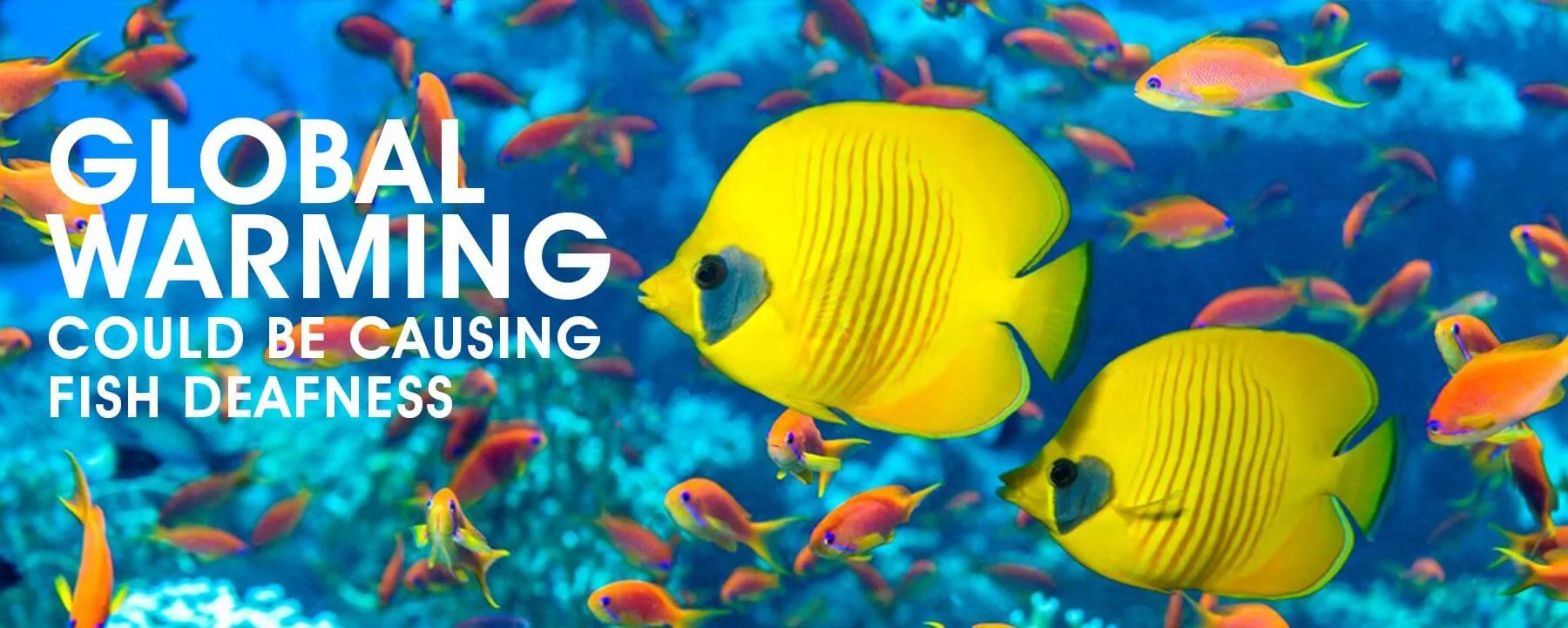 Colorful tropical fish swimming