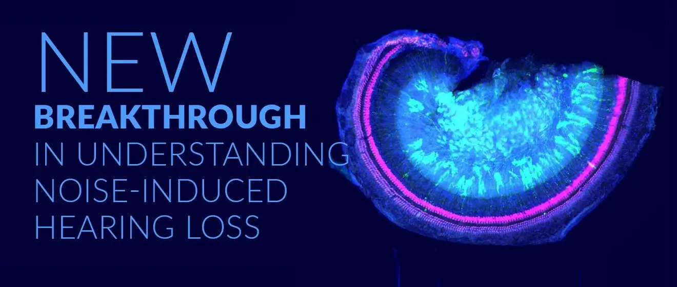 Hearing loss breakthrough announcement.