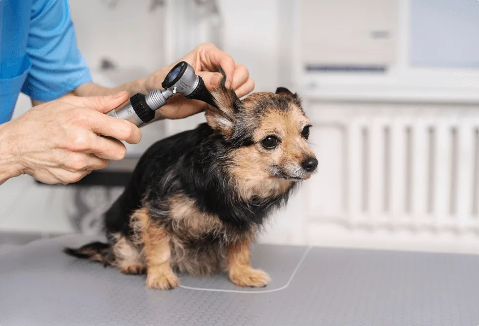 Dog's ear being examined