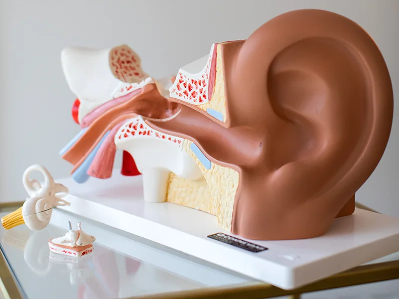 Ear anatomy model display