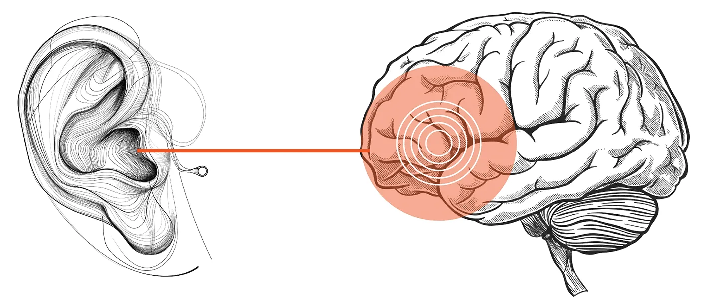Ear connected to brain.