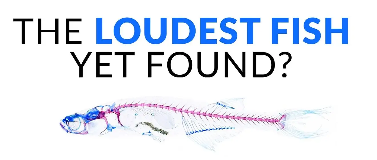 Loudest fish illustration question