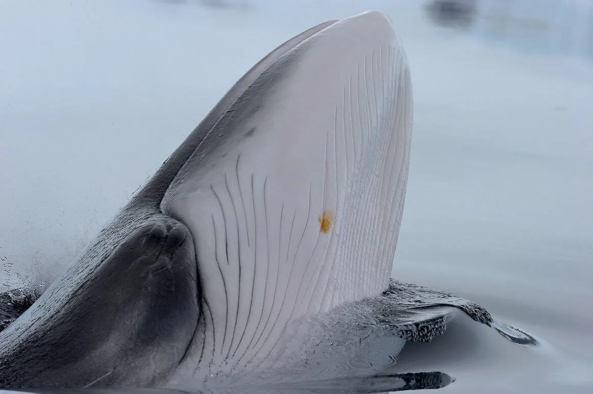 Whale mouth close-up image.
