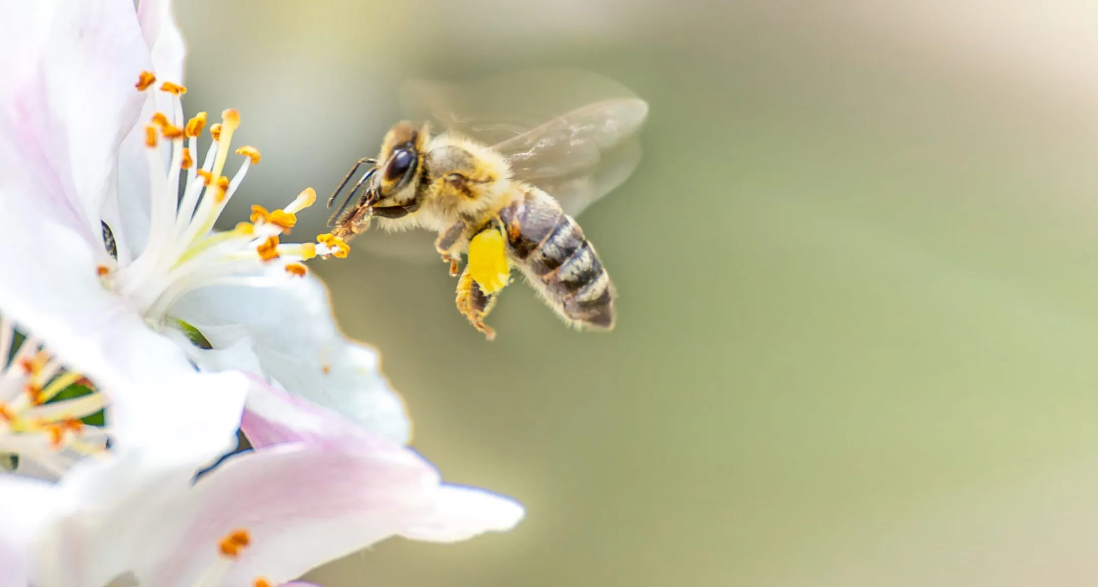 Bee pollinating a flower