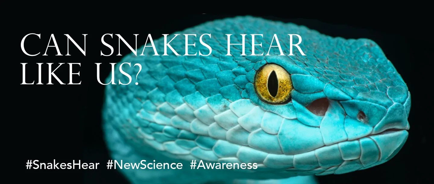 Turquoise snake with question text.