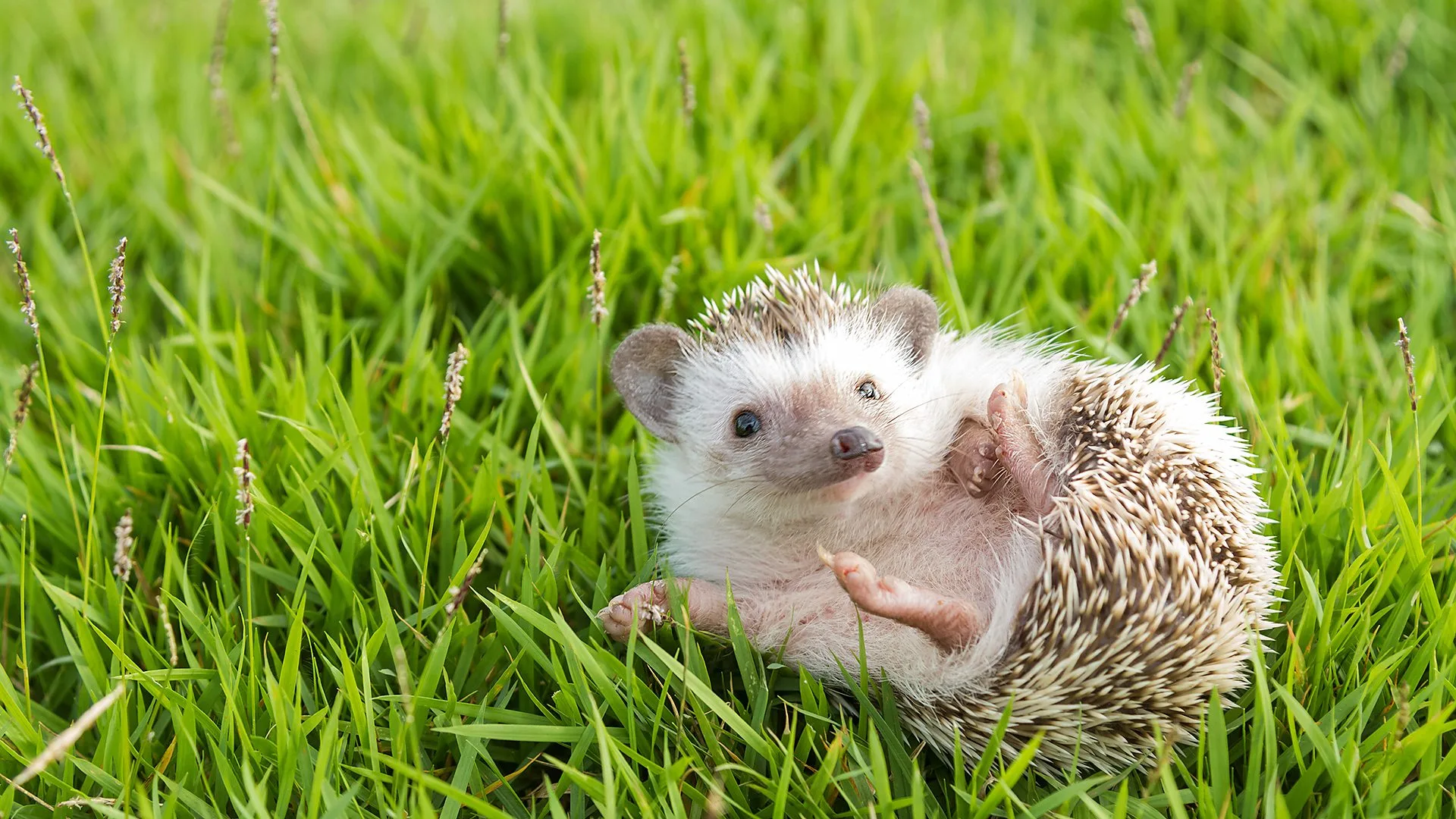 A hedgehog lies curled on its back in green grass